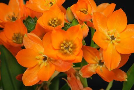 Simbolismo de las flores naranjas