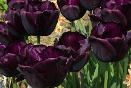 Tulipan negro para los jardines