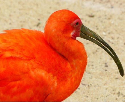 aves de plumas naranjas