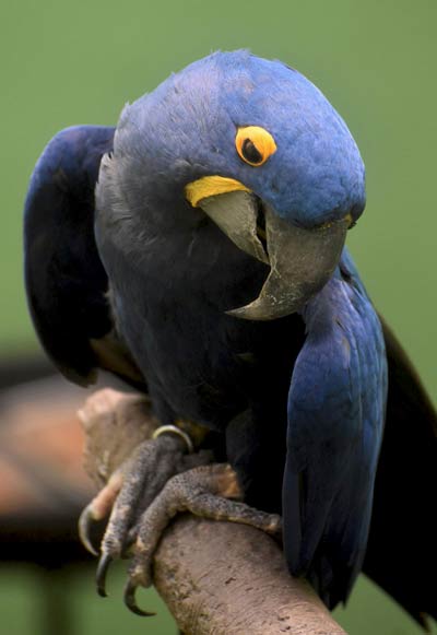 Aves con plumaje de color morado