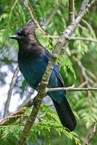 Aves con plumas azules