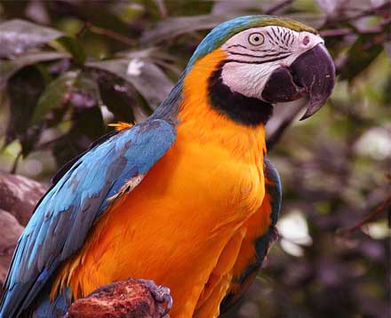 Aves con plumas de color naranja