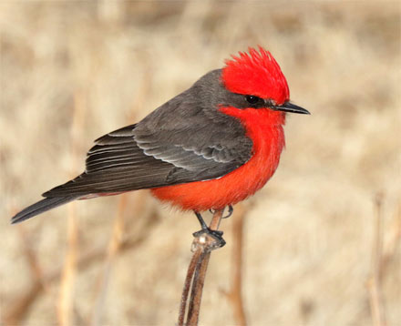 Aves con plumas rojas