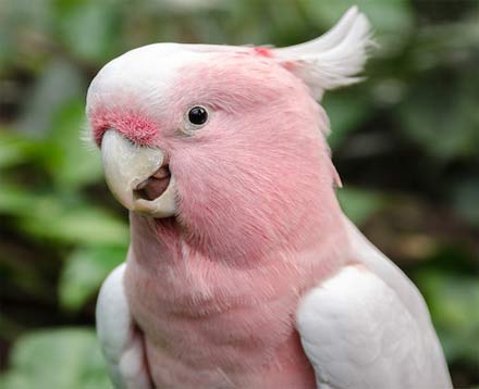 Aves con plumas rosas