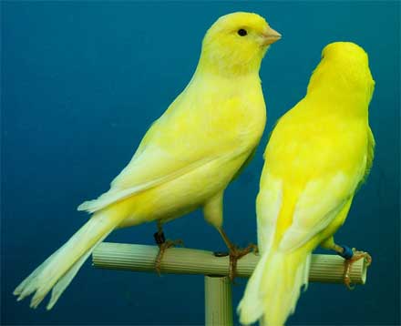 aves con plumaje amarillo