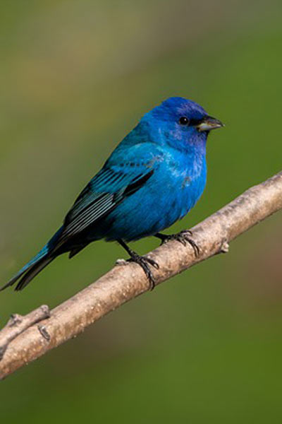 Aves de color azul