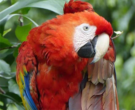 Aves de color naranja