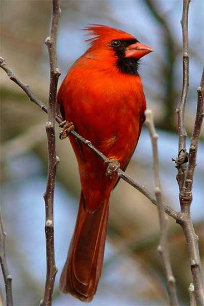 Aves de color rojo