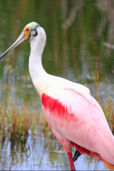 Aves de color rosa