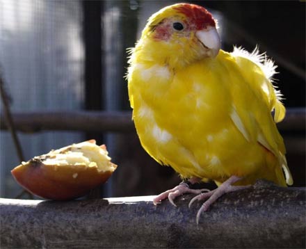 aves de plumas amarillas