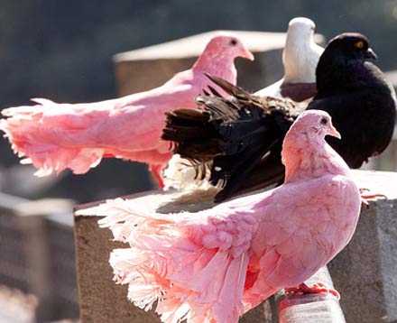 aves rosadas