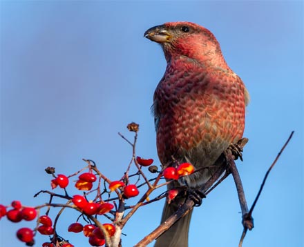 Pájaro de color rojo