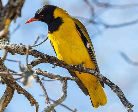 aves de color amarillo y negro