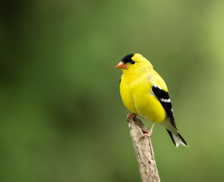 pájaros de color amarillo