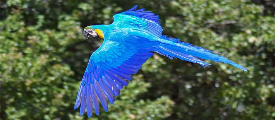 pájaros de color azul