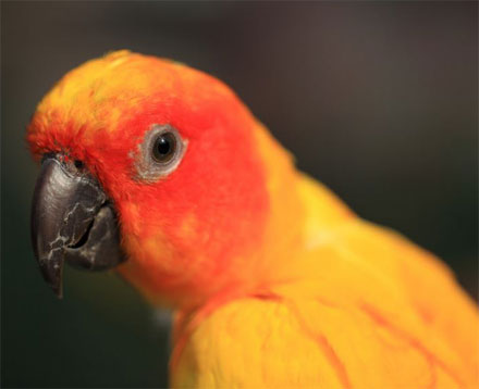 Pájaros con plumas naranjas