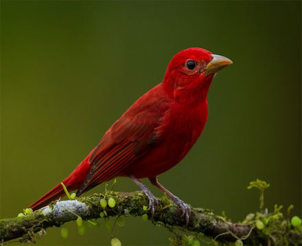 Pájaros con plumas rojas