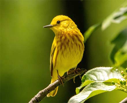 pájaro de color amarillo
