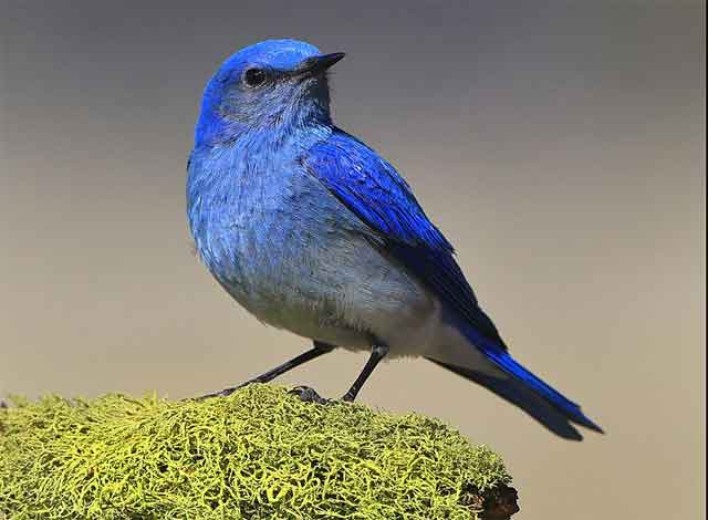 pájaros de plumaje azul