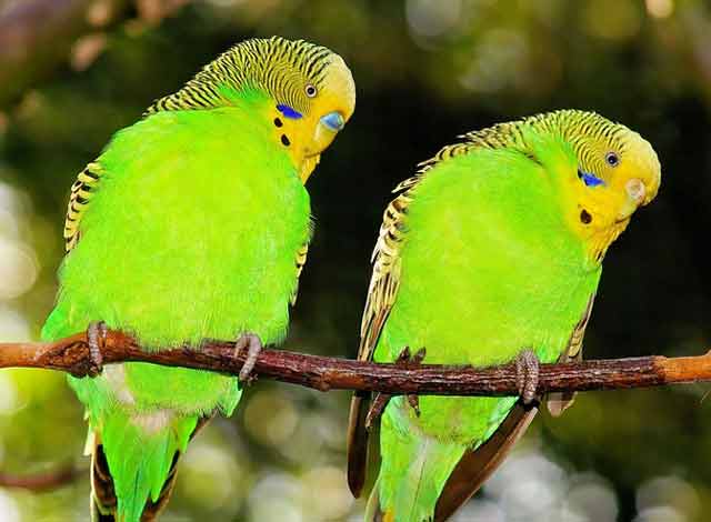 ¿Qué aves son de color verde?
